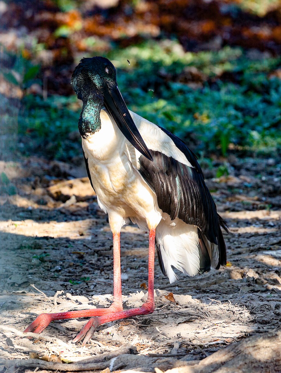 čáp černokrký - ML645853624