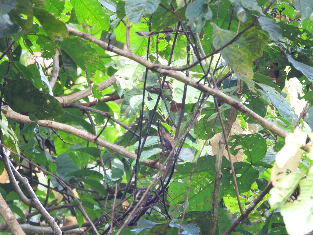 Bronzy Hermit - ML645853625