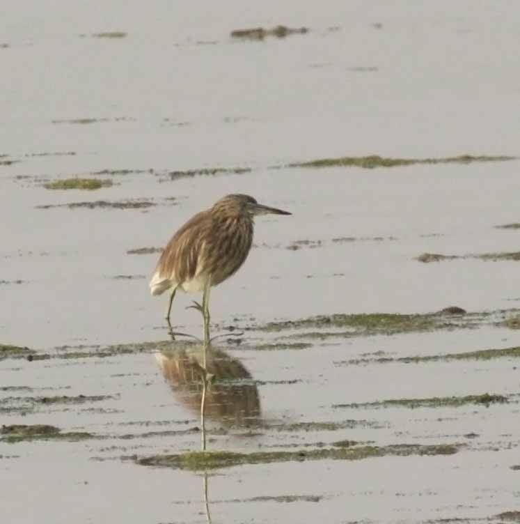 Indian Pond-Heron - ML645853626