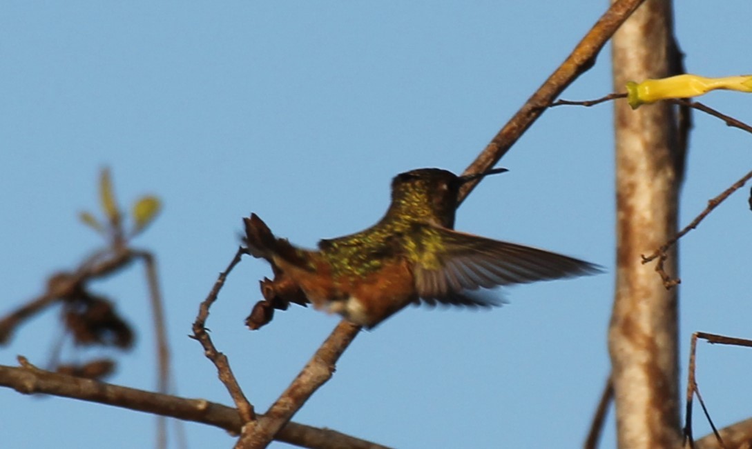Allen's Hummingbird - ML645853638