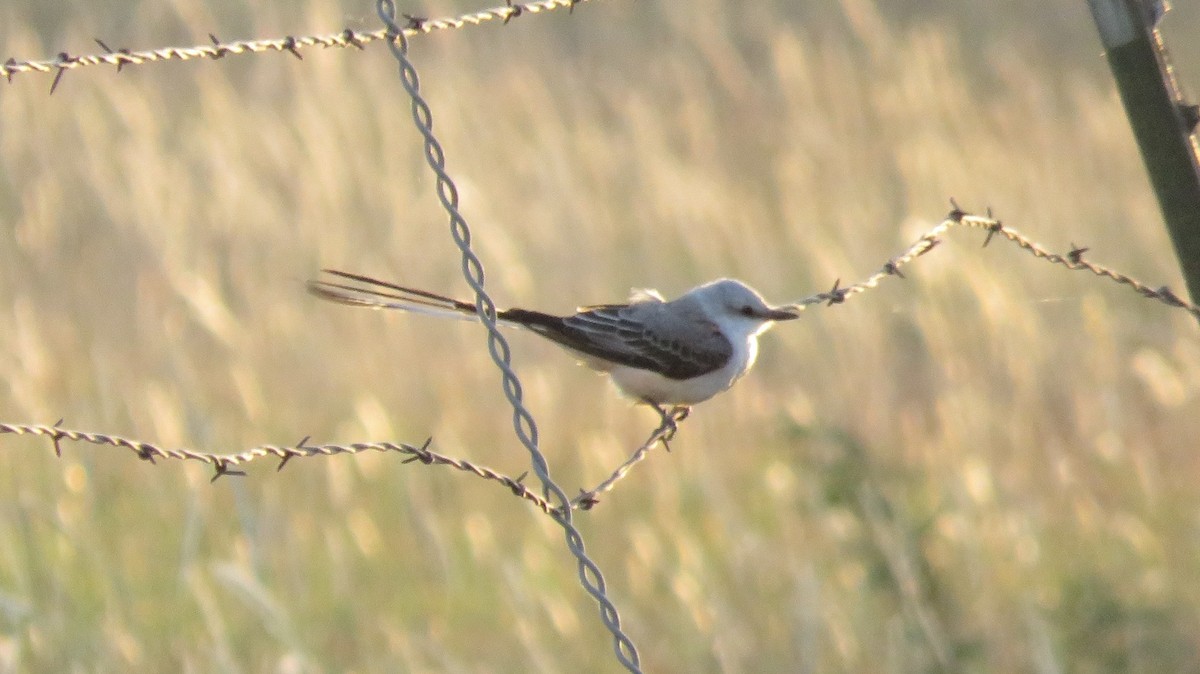 Scissor-tailed Flycatcher - ML645853639