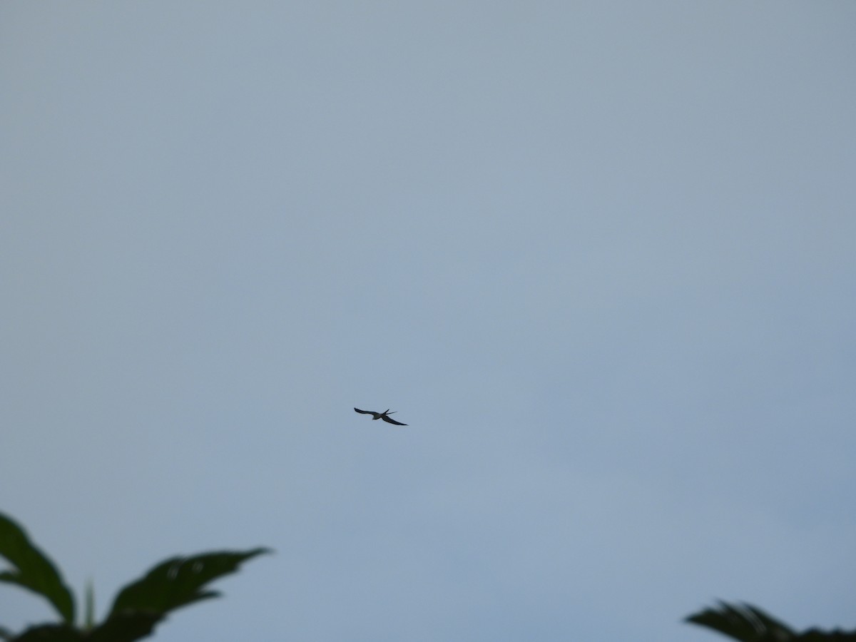Swallow-tailed Kite - ML645853640