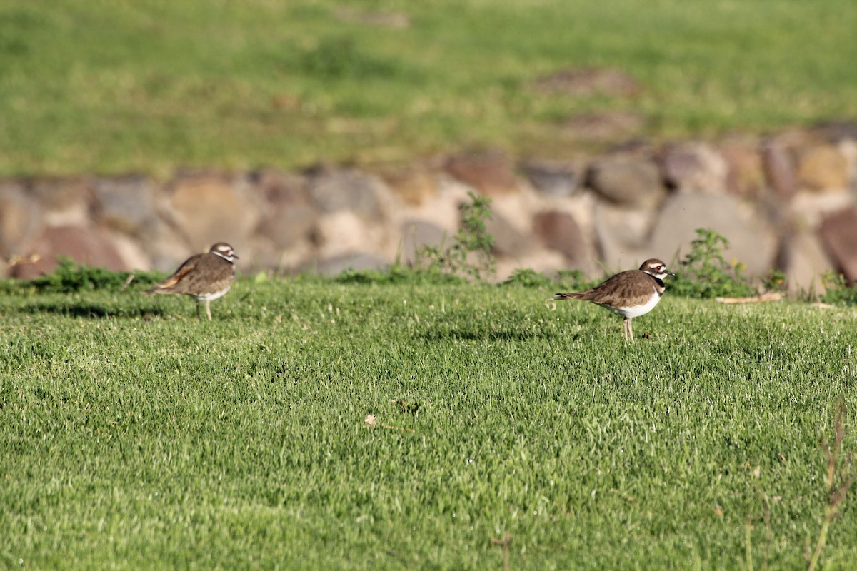 Killdeer - ML645853646