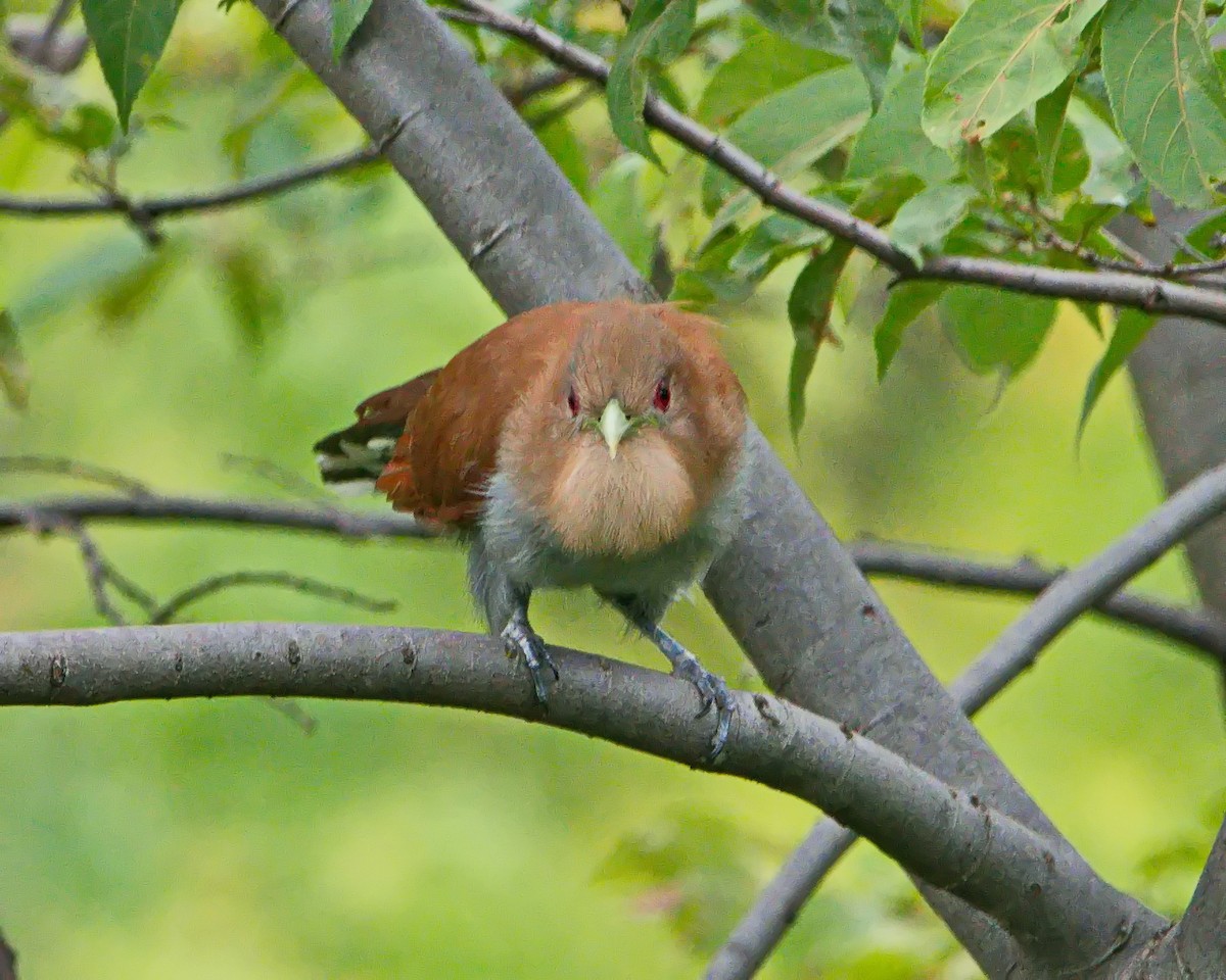 Common Squirrel-Cuckoo - ML645853649