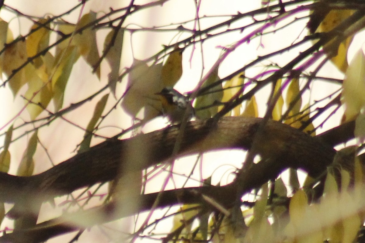 Yellow-throated Warbler - ML645853650