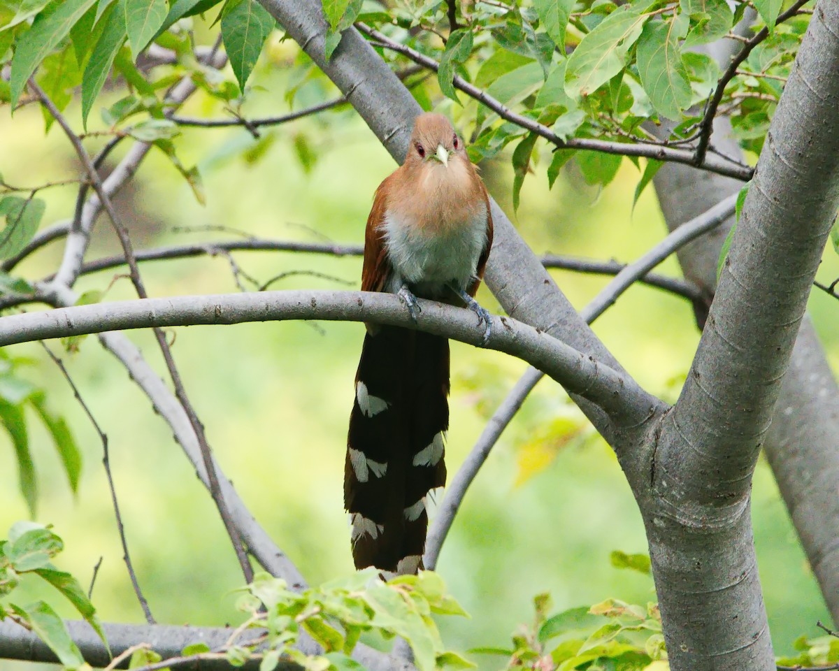 Common Squirrel-Cuckoo - ML645853652
