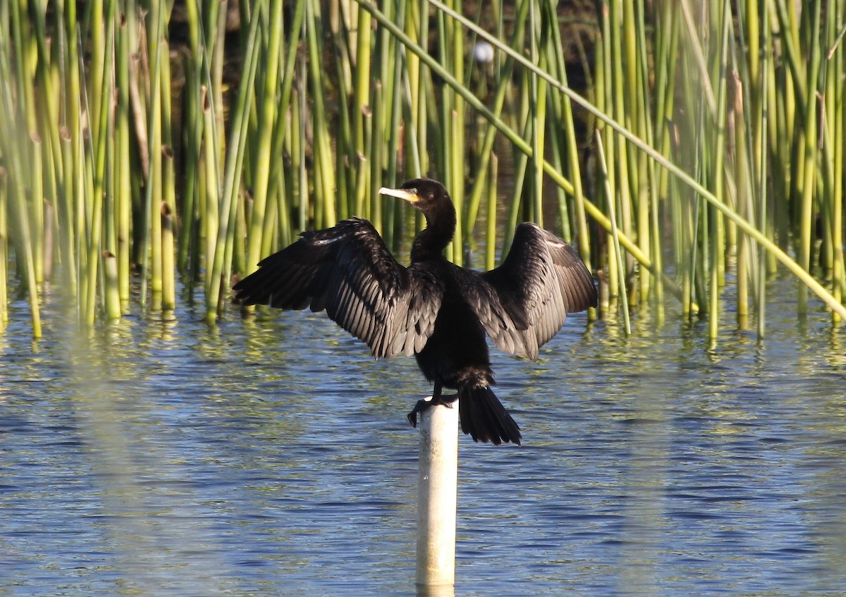 Neotropic Cormorant - ML645853653