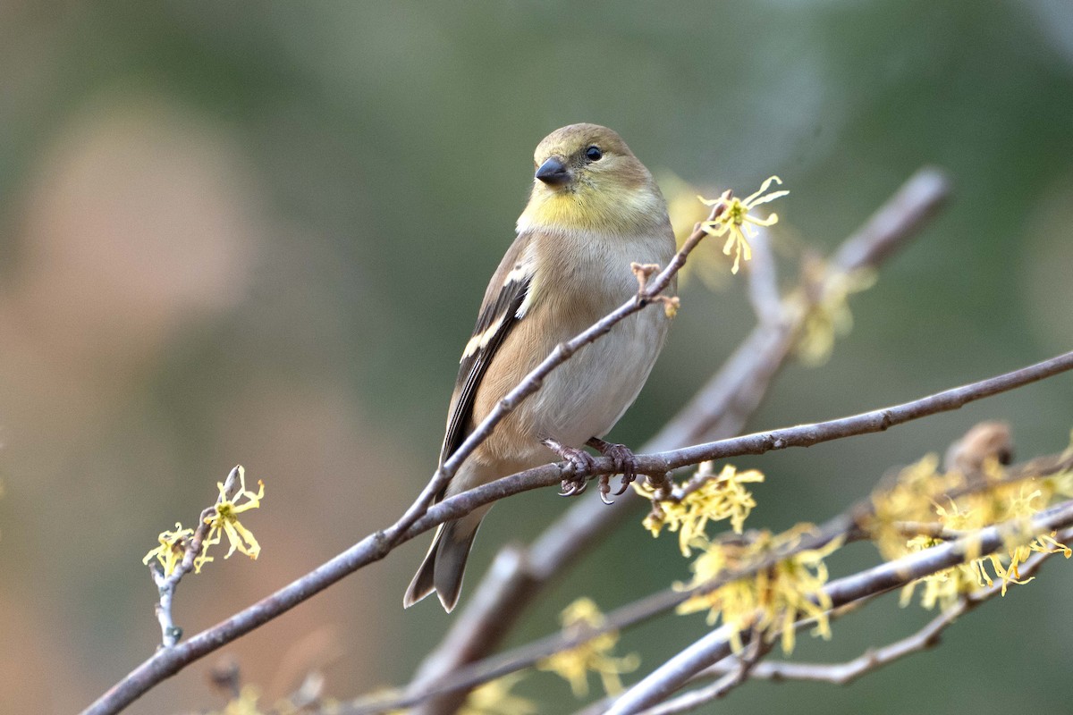 Altın İskete - ML645853654