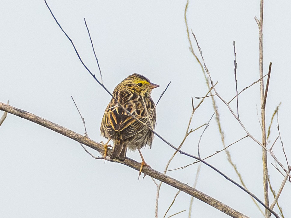 Savannah Sparrow (Savannah) - ML645853655
