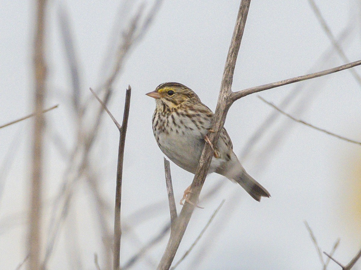 Savannah Sparrow (Savannah) - ML645853656