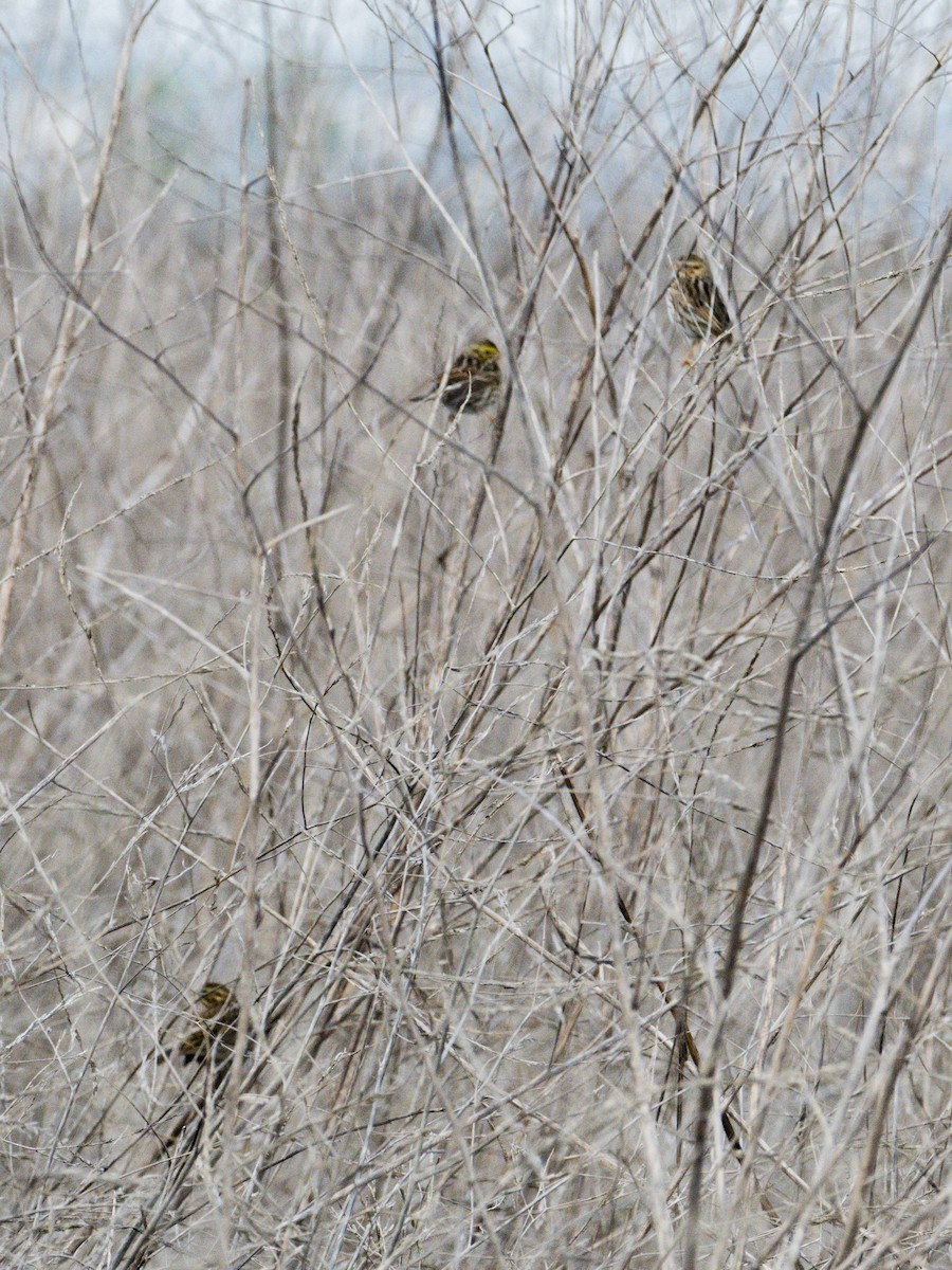 Savannah Sparrow (Savannah) - ML645853657