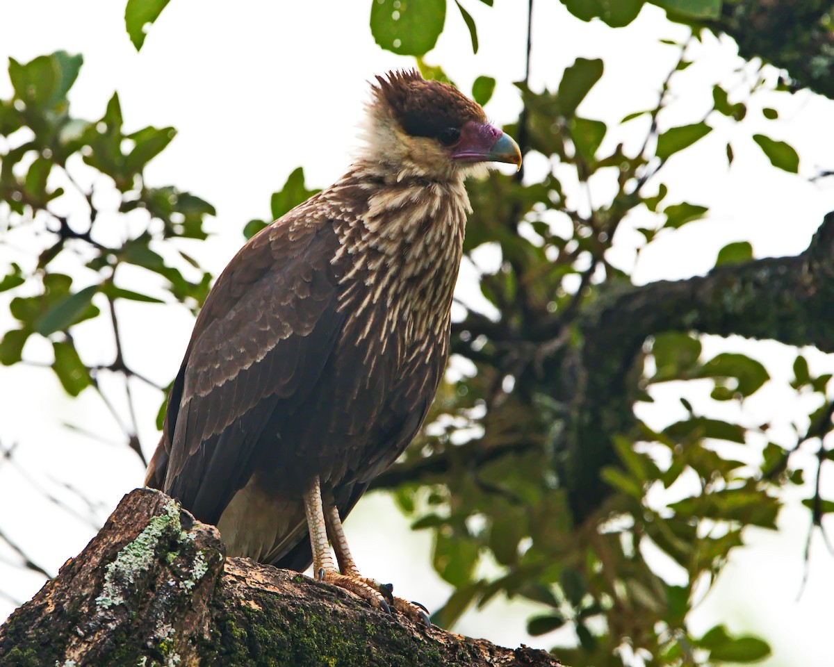 Crested Caracara - ML645853661