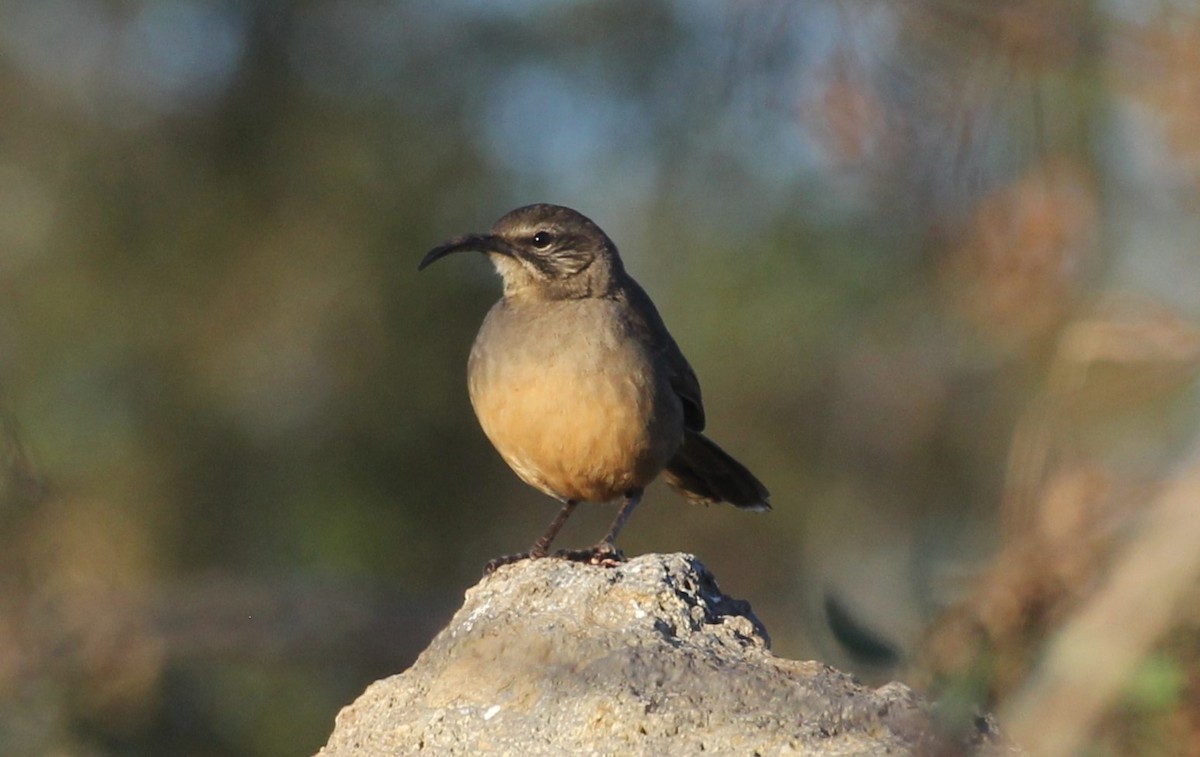California Thrasher - ML645853662