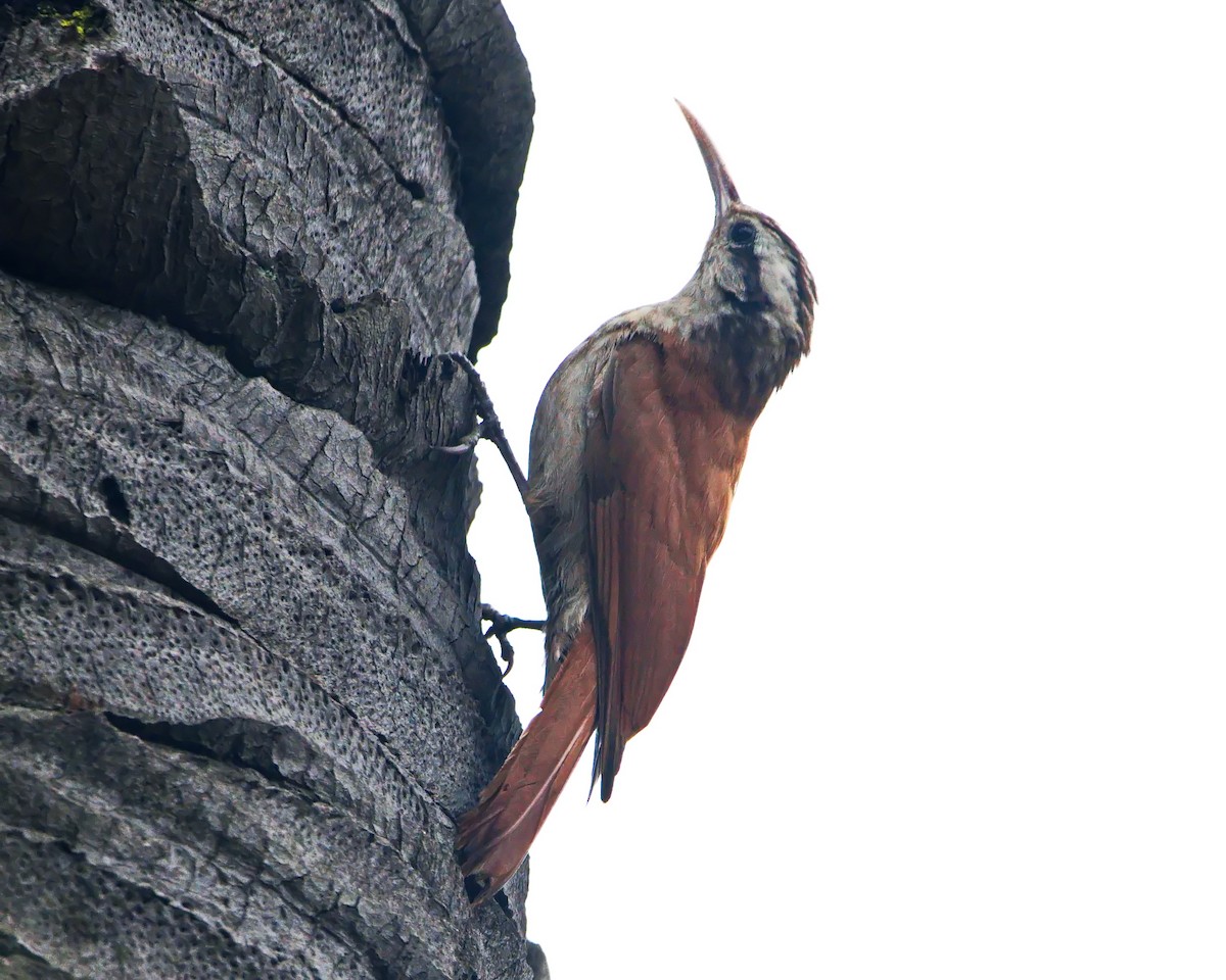 Narrow-billed Woodcreeper - ML645853667