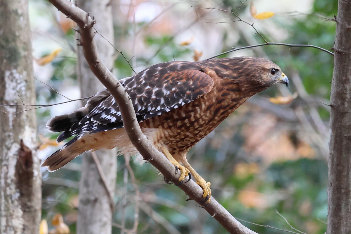 カタアカノスリ - ML645853671