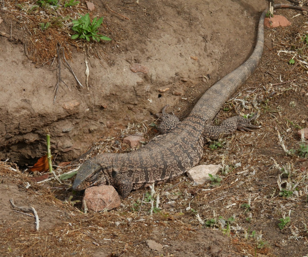 Animals - ML645853674