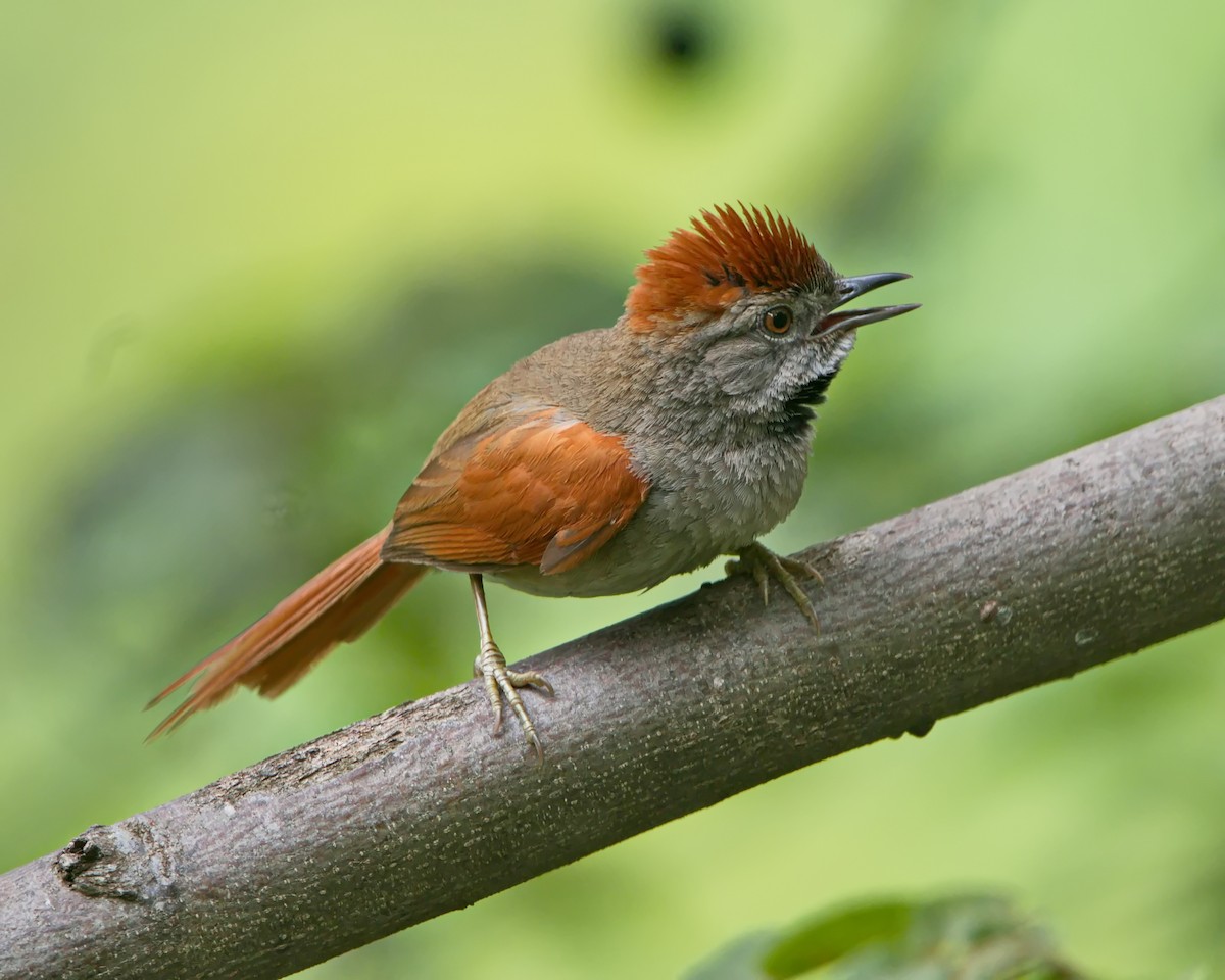 Sooty-fronted Spinetail - ML645853677