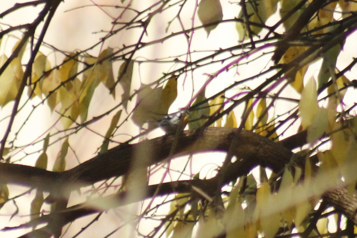 Yellow-throated Warbler - ML645853678