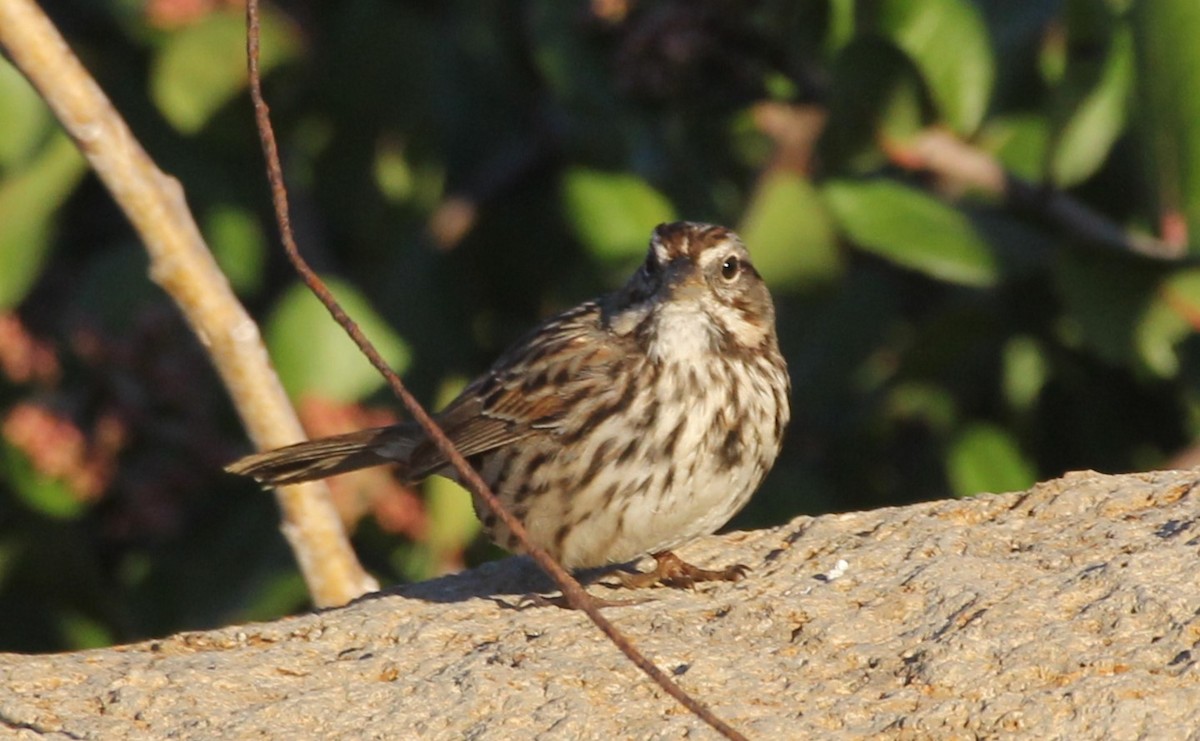 Song Sparrow - ML645853679