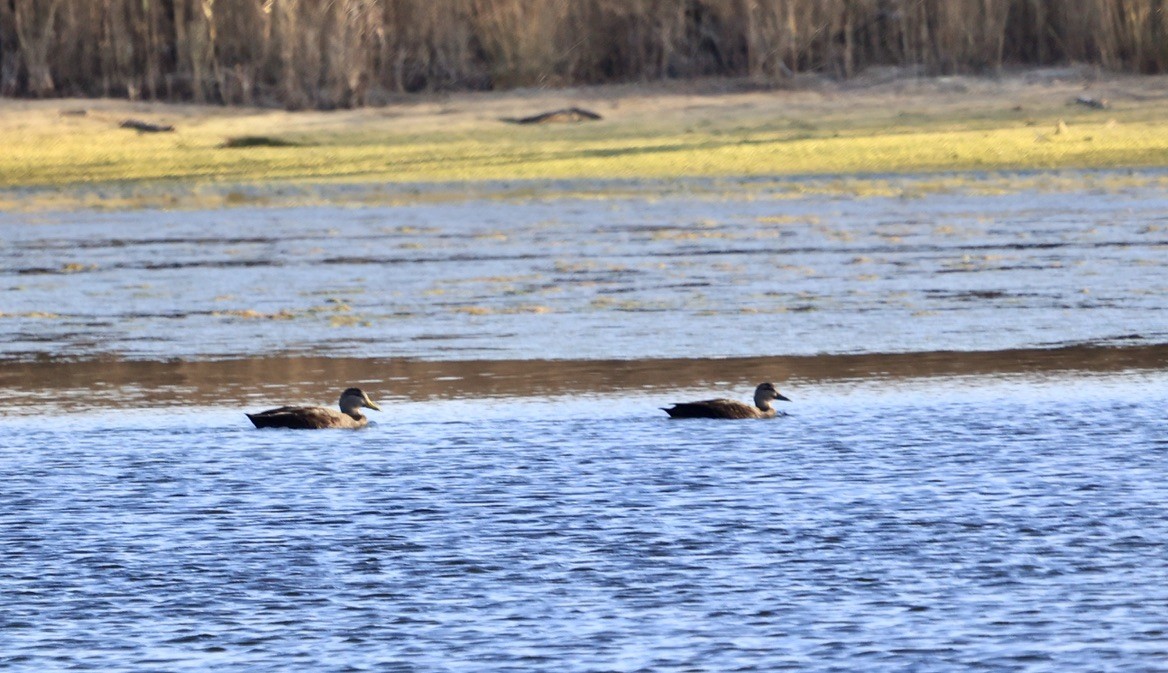 Ánade Sombrío - ML645853682