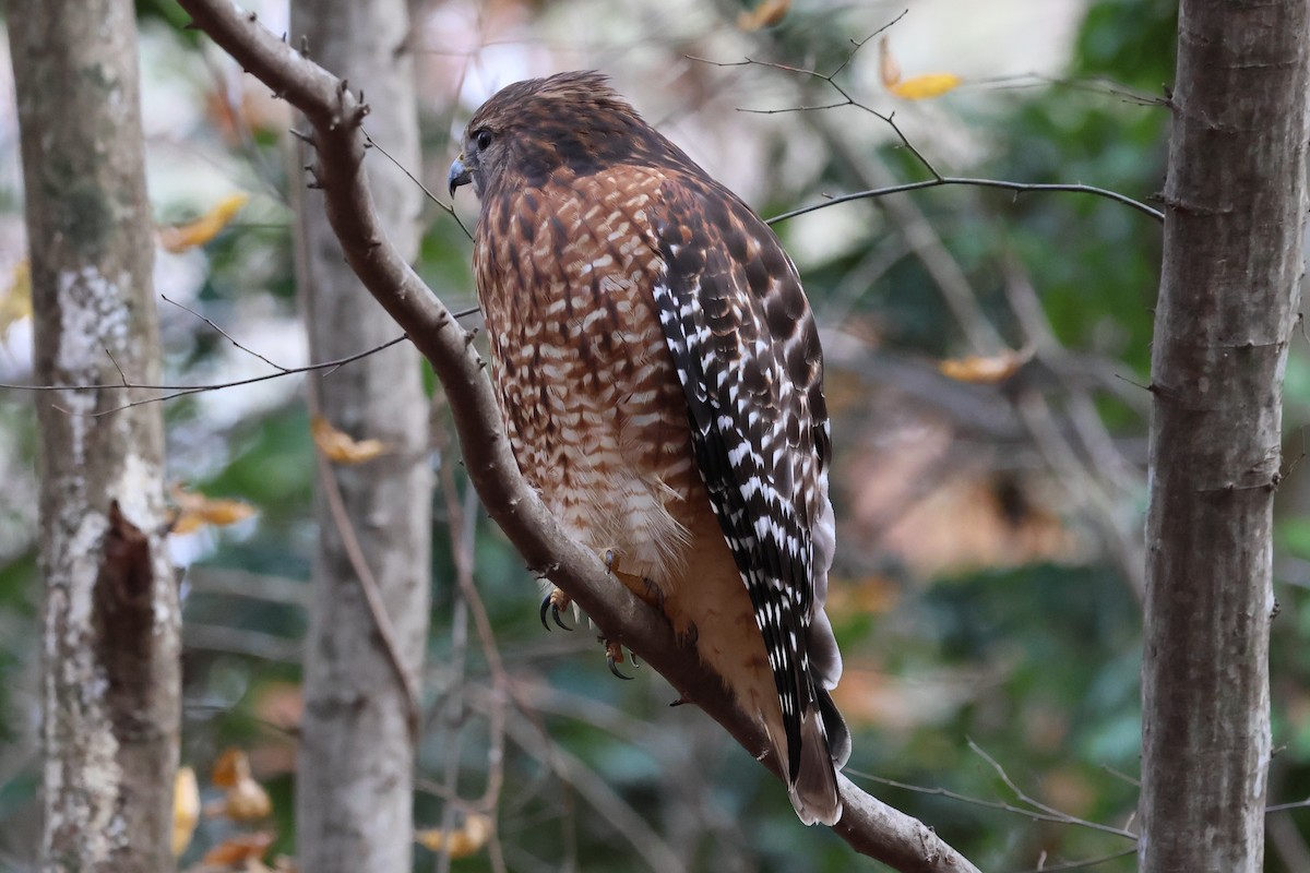 カタアカノスリ - ML645853683