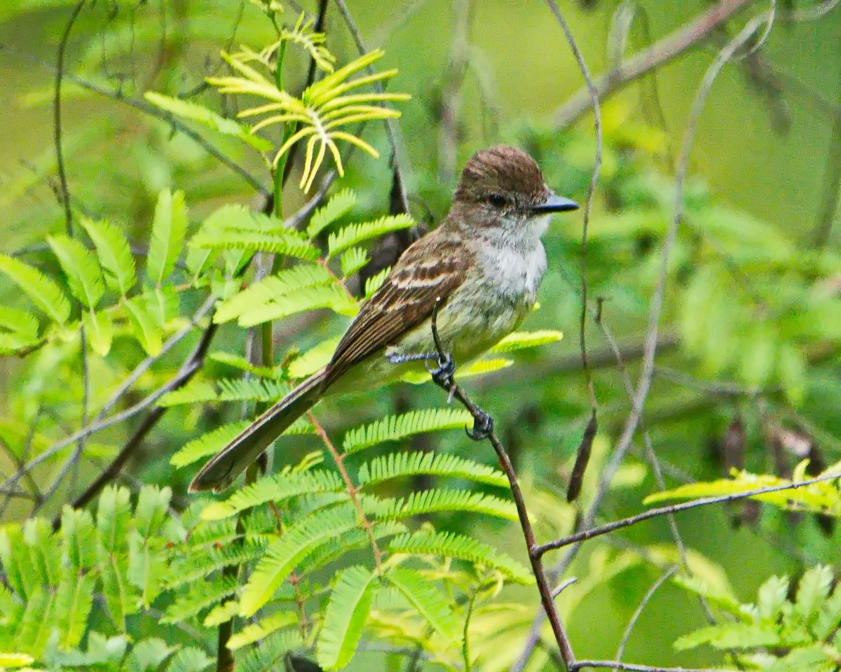Short-crested Flycatcher - ML645853692