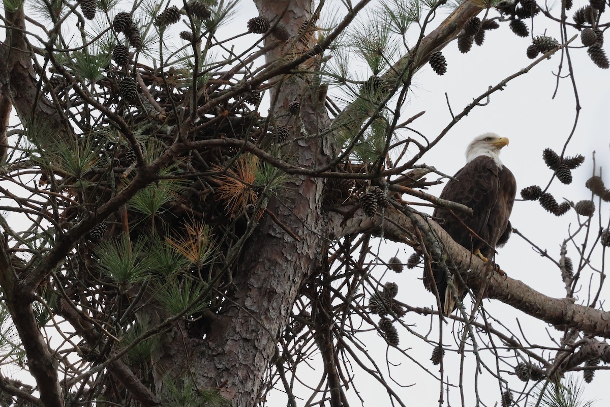 ハクトウワシ - ML645853696