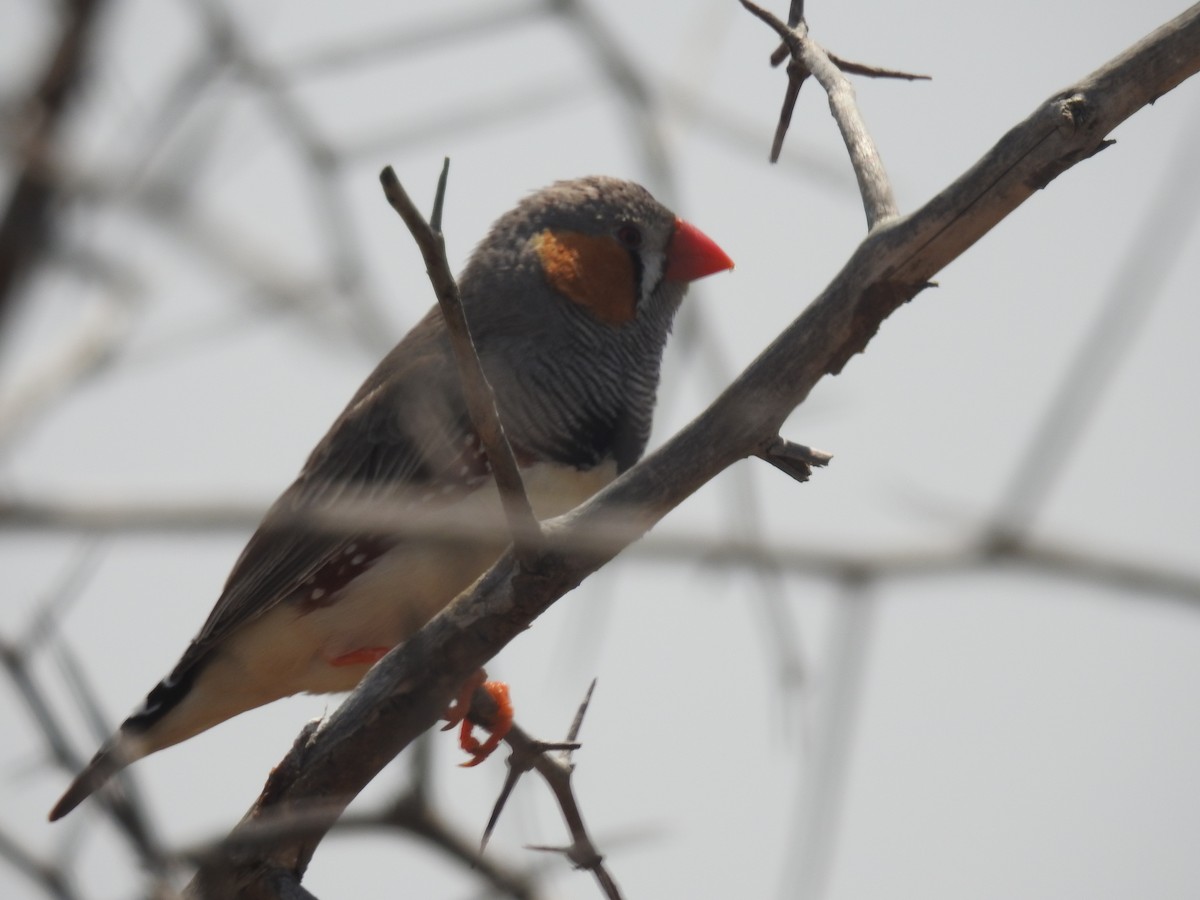 Zebra Finch - ML645853699