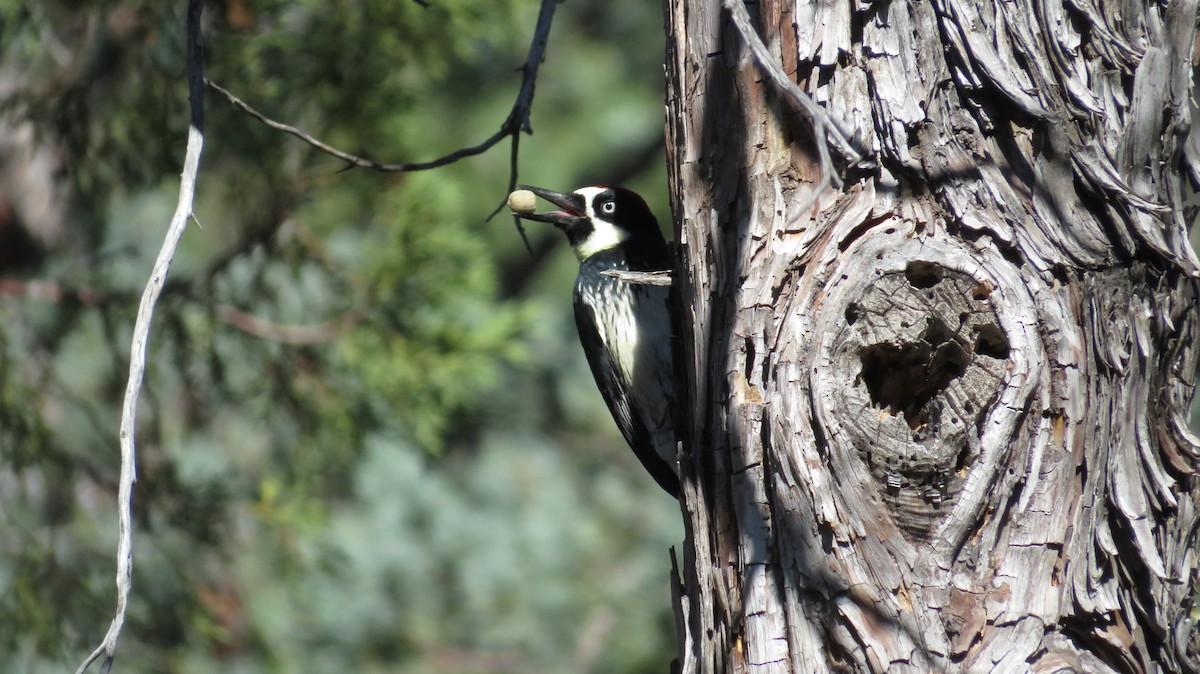 Acorn Woodpecker - ML645853704