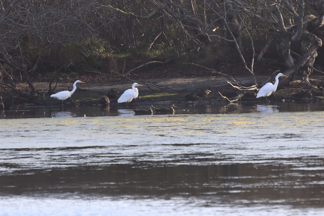 Garceta Grande - ML645853707