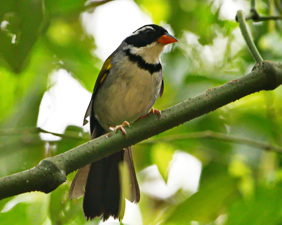 Saffron-billed Sparrow - ML645853710