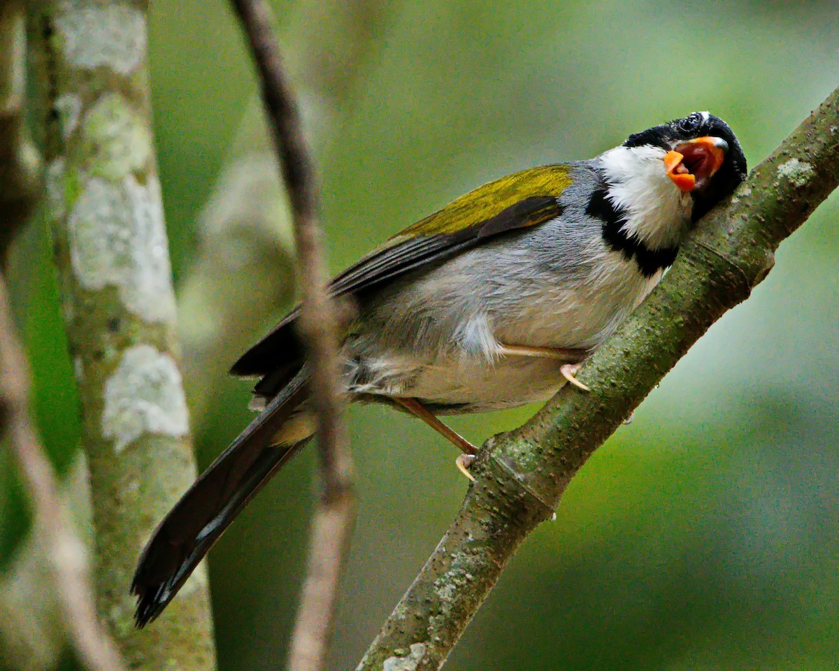 Saffron-billed Sparrow - ML645853711