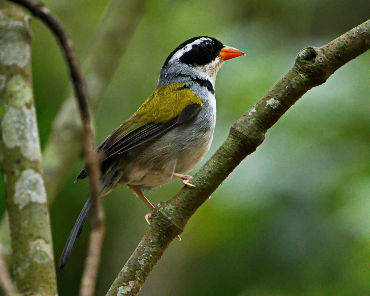 Saffron-billed Sparrow - ML645853712