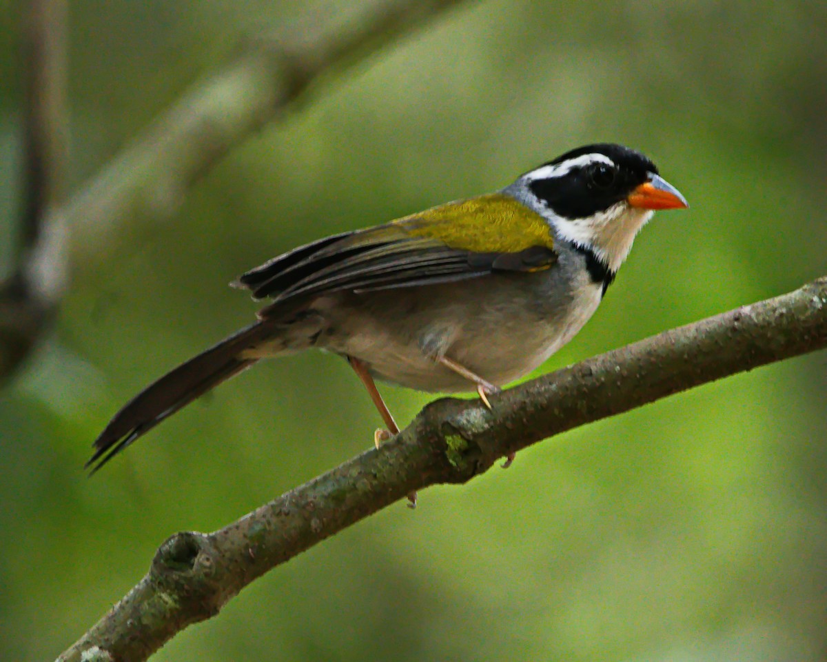 Saffron-billed Sparrow - ML645853713