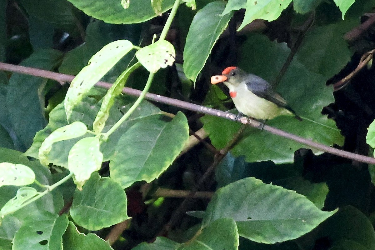 Квіткоїд папуанський - ML645853716