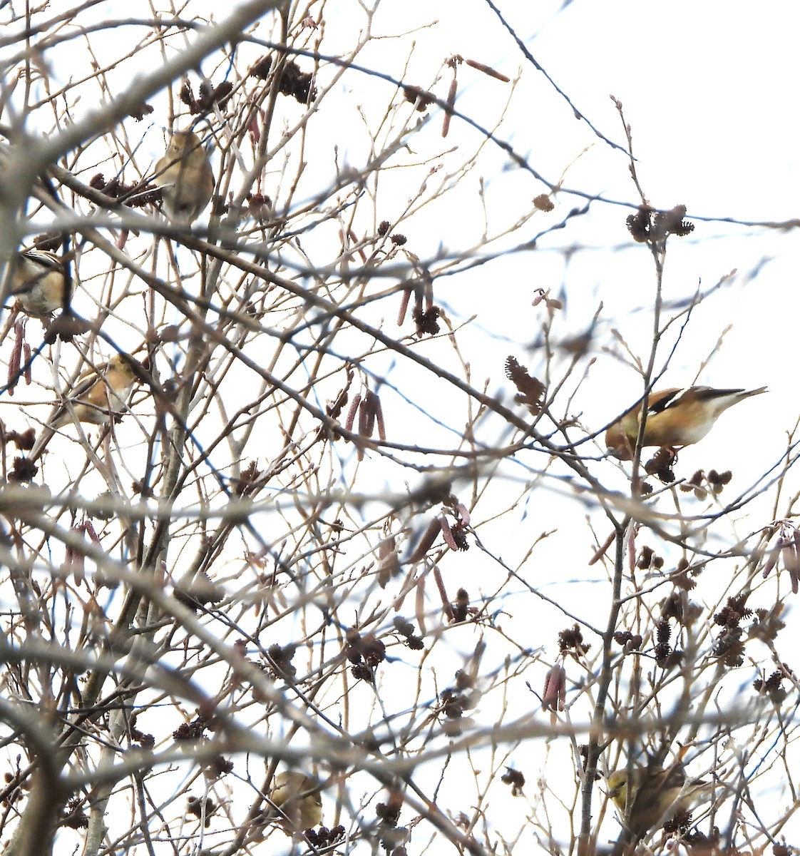 Altın İskete - ML645853723