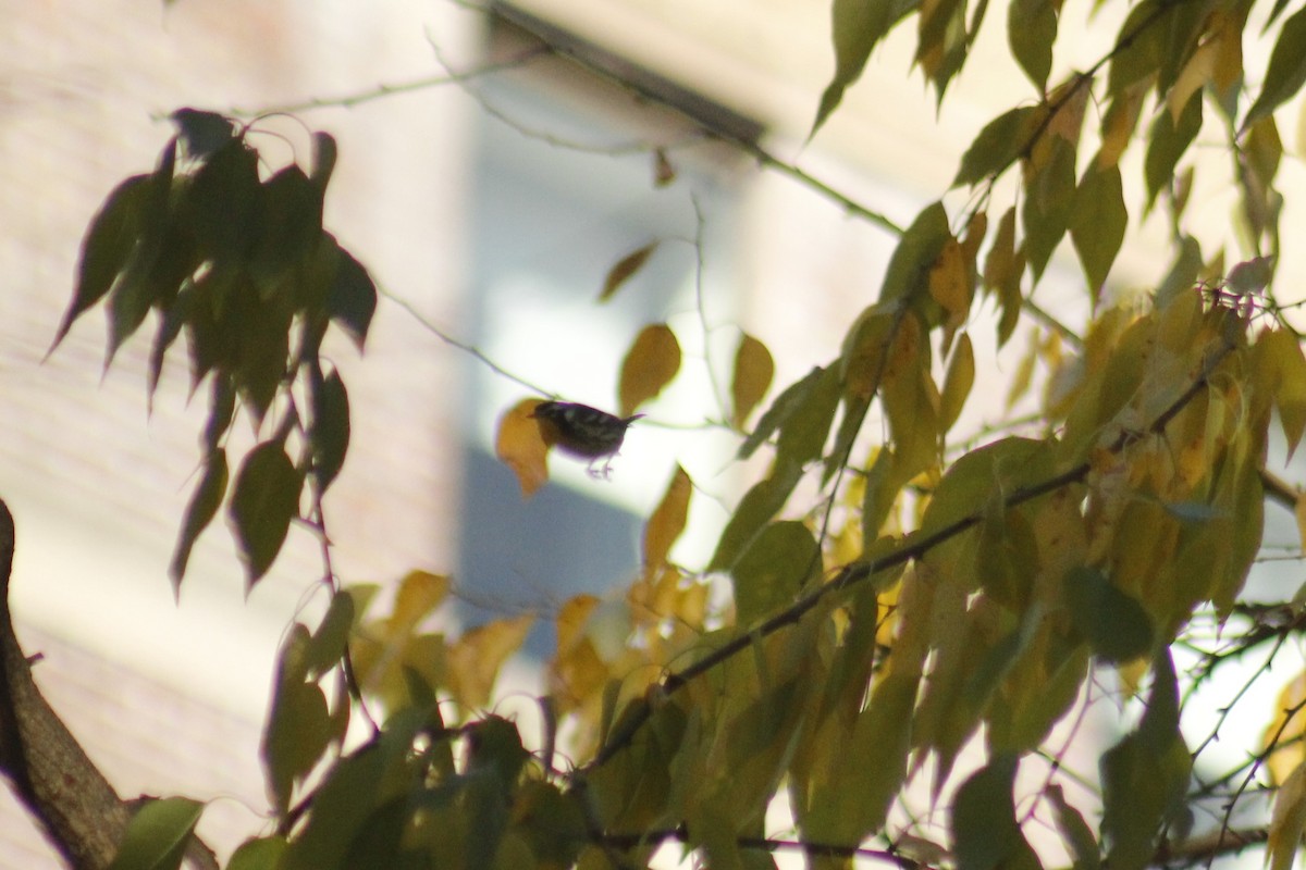 Yellow-throated Warbler - ML645853724