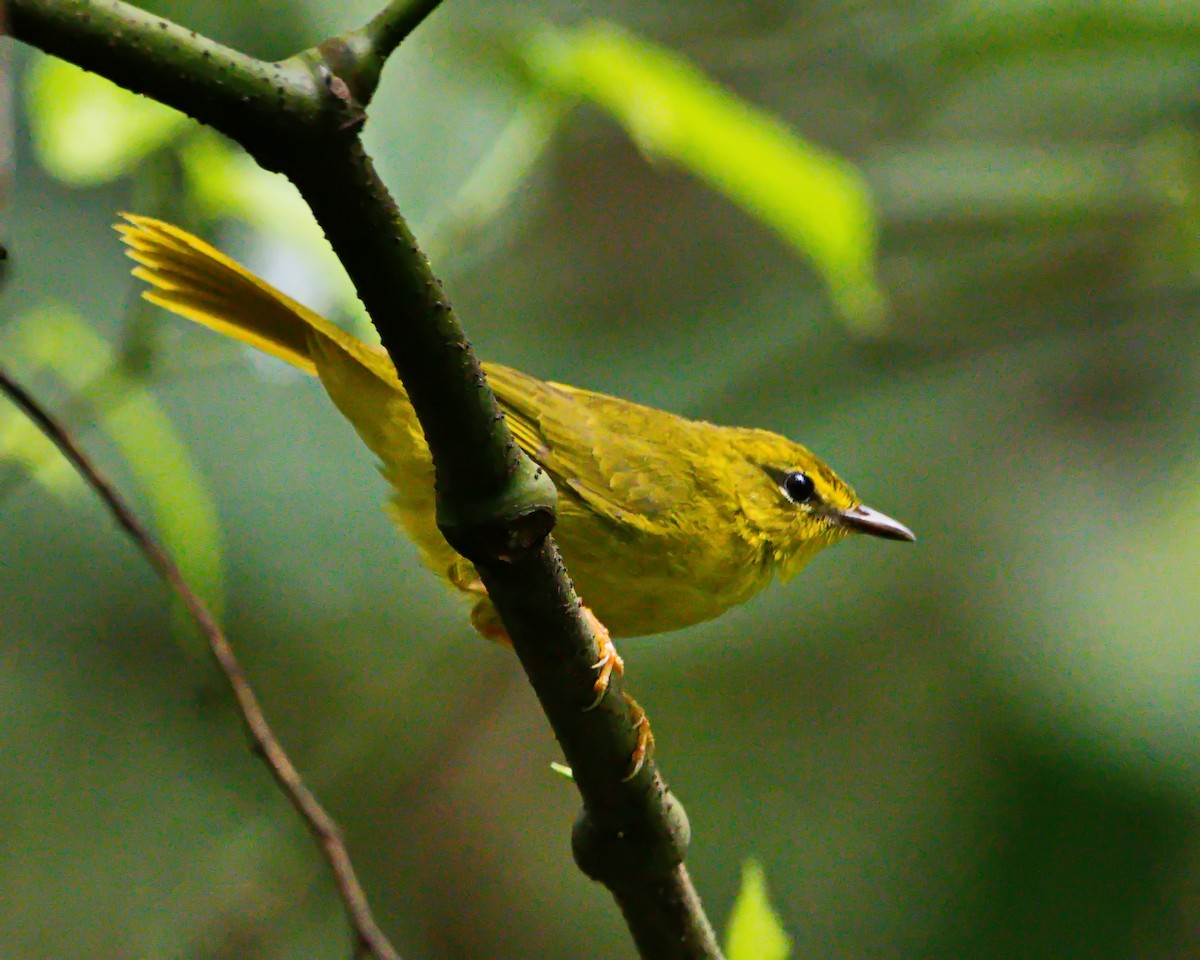 Flavescent Warbler - ML645853732