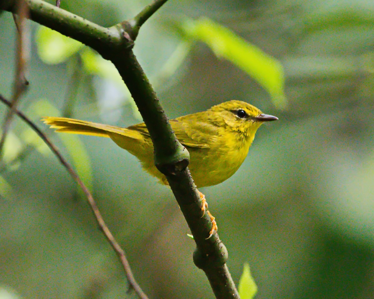 Flavescent Warbler - ML645853733