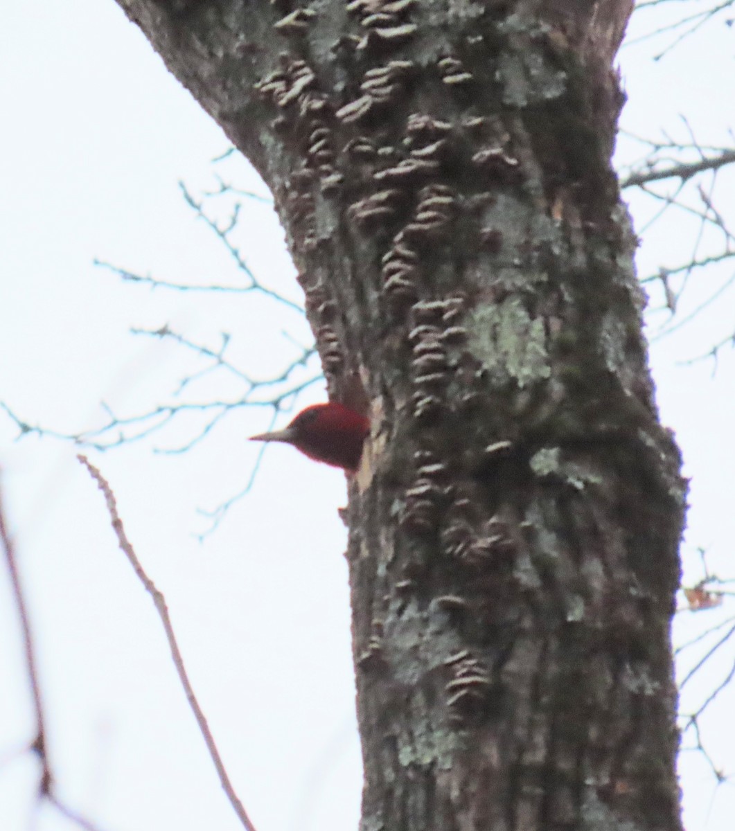 Red-headed Woodpecker - ML645853734