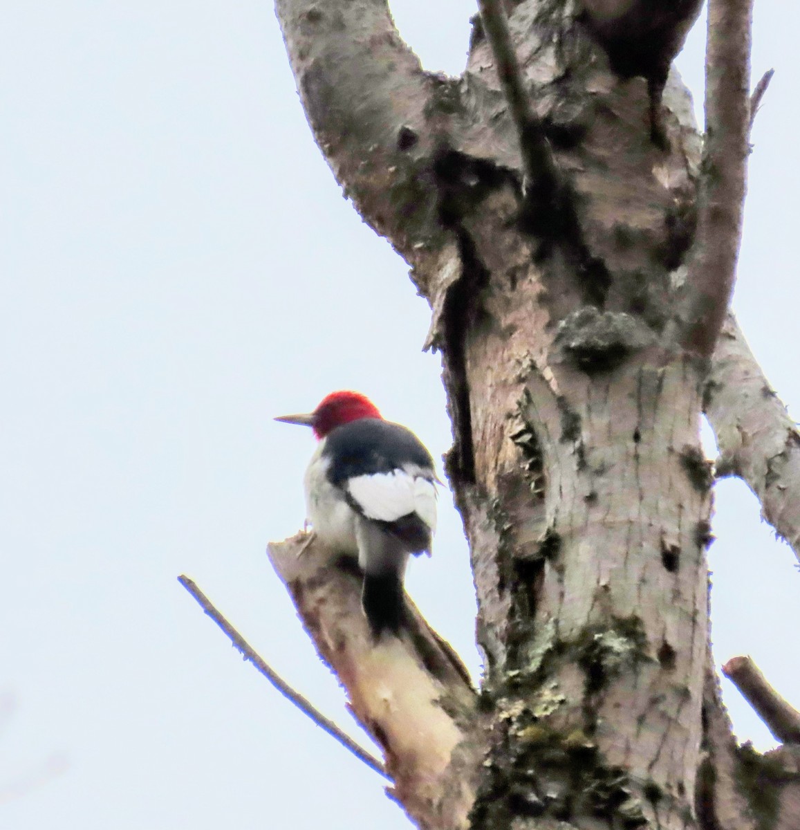Red-headed Woodpecker - ML645853735
