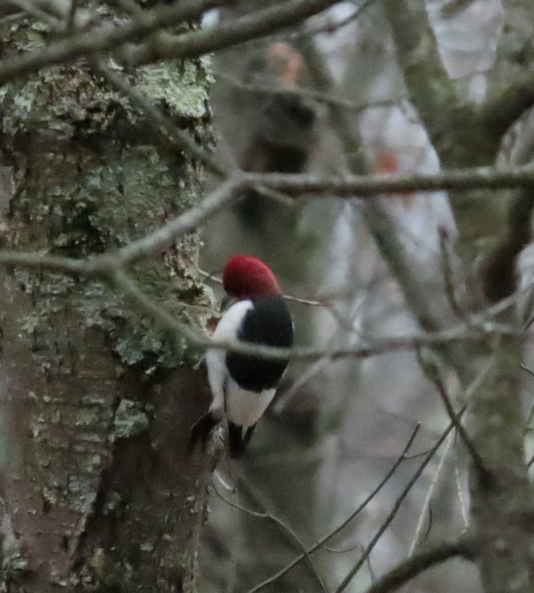 Red-headed Woodpecker - ML645853736
