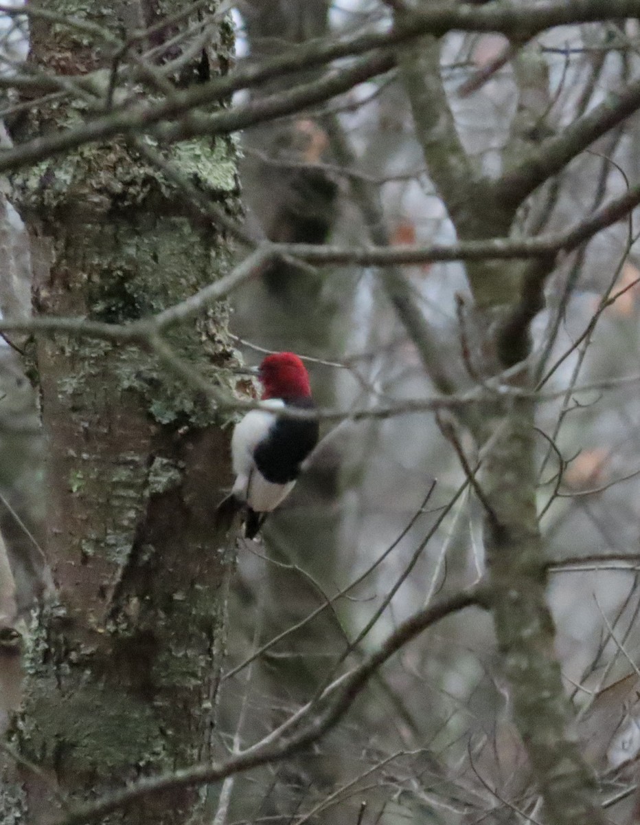 Red-headed Woodpecker - ML645853737