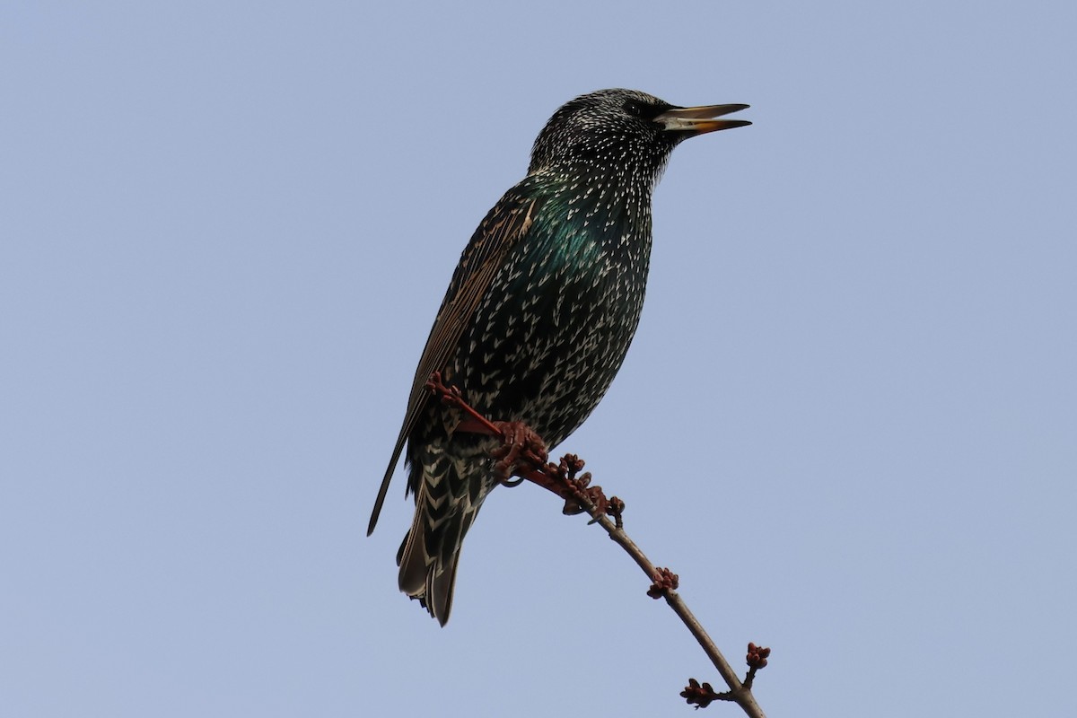 European Starling - ML645853743