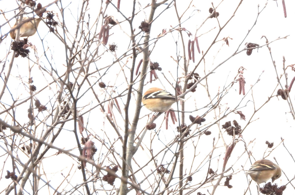 Altın İskete - ML645853744