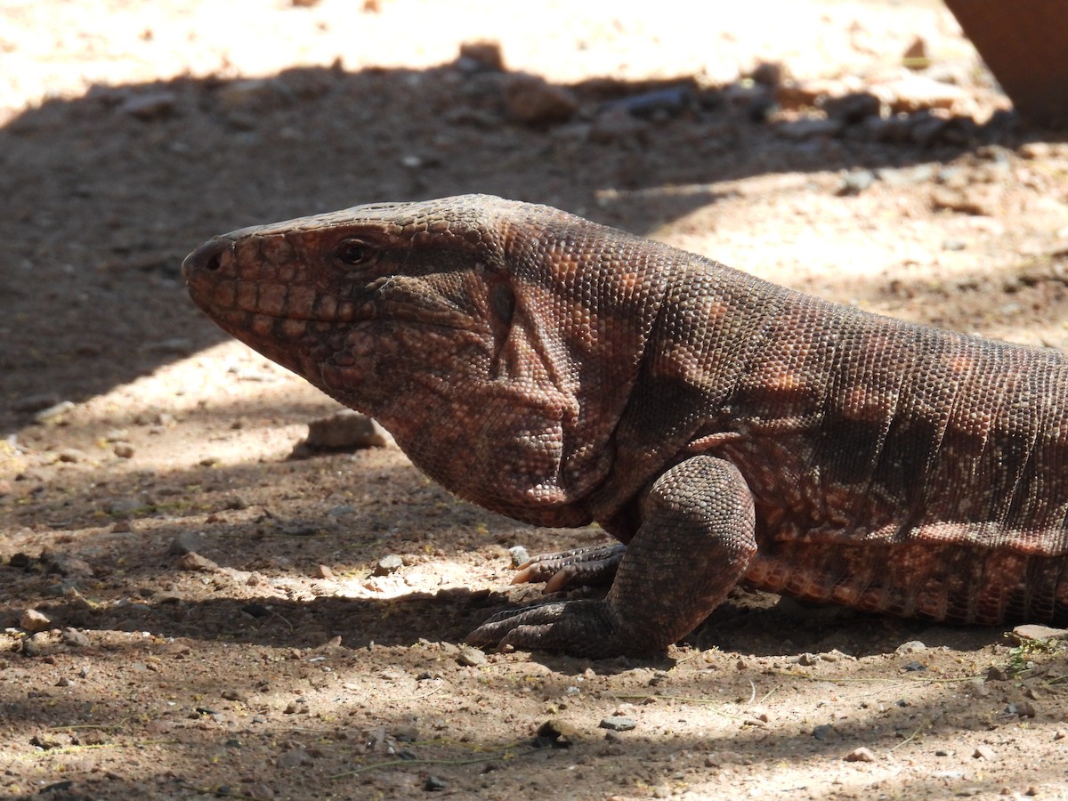 Animals - ML645853756