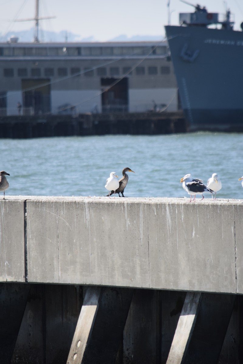 Double-crested Cormorant - ML645853764