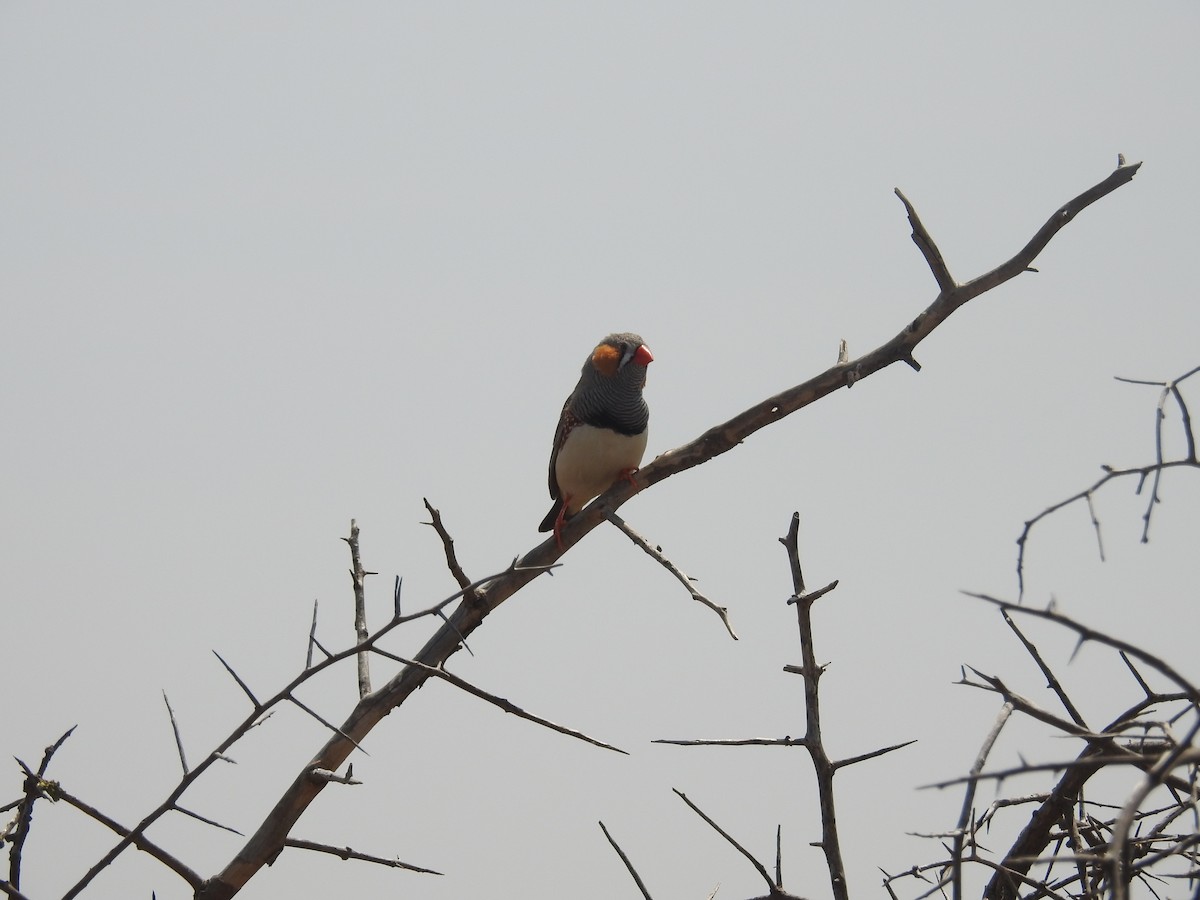 Zebra Finch - ML645853796
