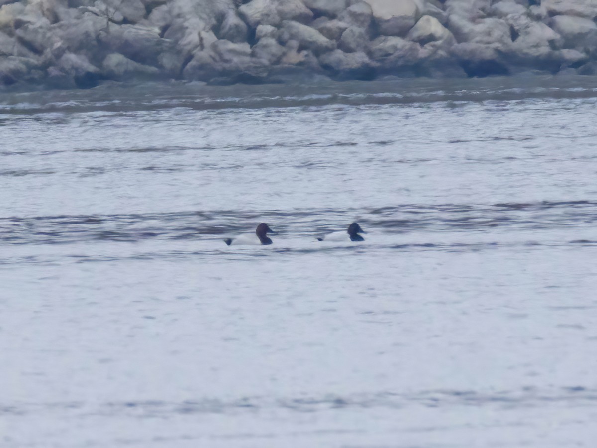 Canvasback - ML645853802