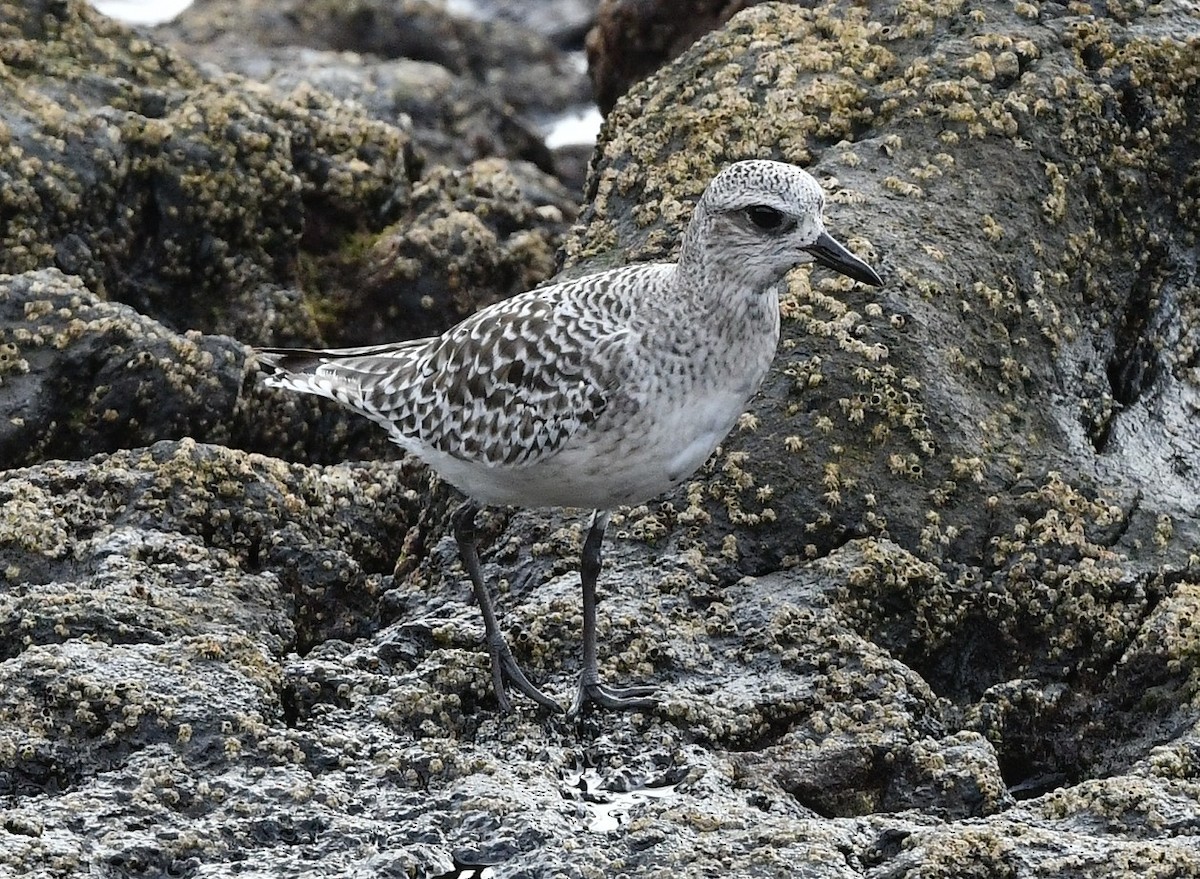 Black-bellied Plover - ML645853805